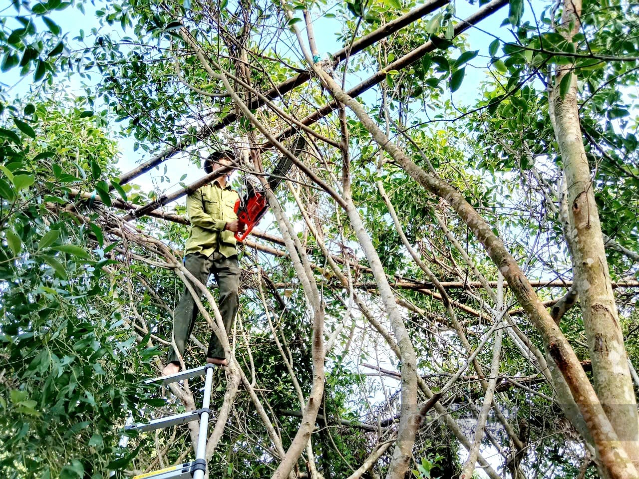 Hà Tĩnh: Ra quân xử lý bẫy đánh bắt chim hoang dã trái phép - Ảnh 3.