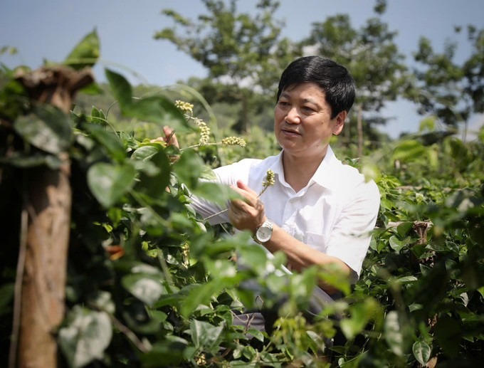 Loại cây quý này trồng ở một vùng núi Bắc Giang ra hoa cản chả kịp, sấy khô làm trà, uống tỉnh cả người - Ảnh 2.