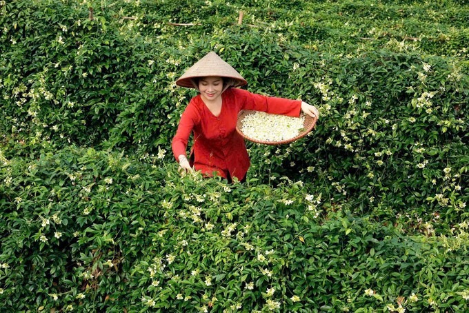 Cây sâm nam trồng ở núi Dành Bắc Giang ra hoa cản chả kịp, sấy khô làm trà, uống tỉnh cả người- Ảnh 3.