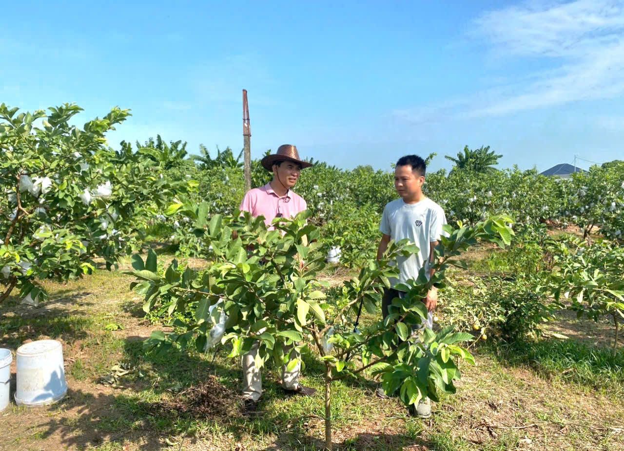 Một hợp tác xã ở Ninh Bình trồng cây rau, quả các loại đạt doanh thu 600 triệu đồng/ha/năm - Ảnh 4.