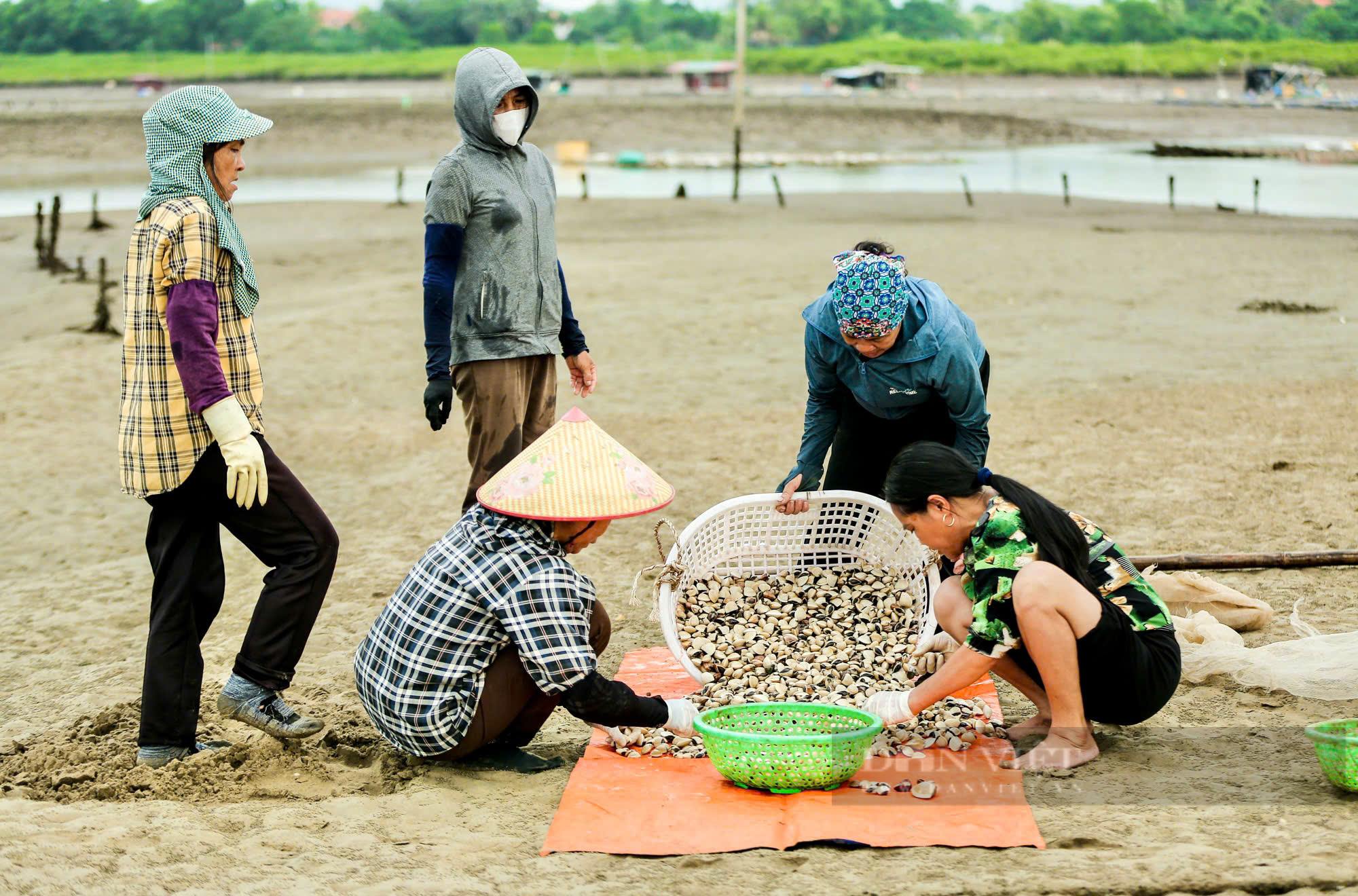 Nông dân Việt Nam xuất sắc 2024 đến từ Thanh Hóa có gần 50ha ngao - Ảnh 4.