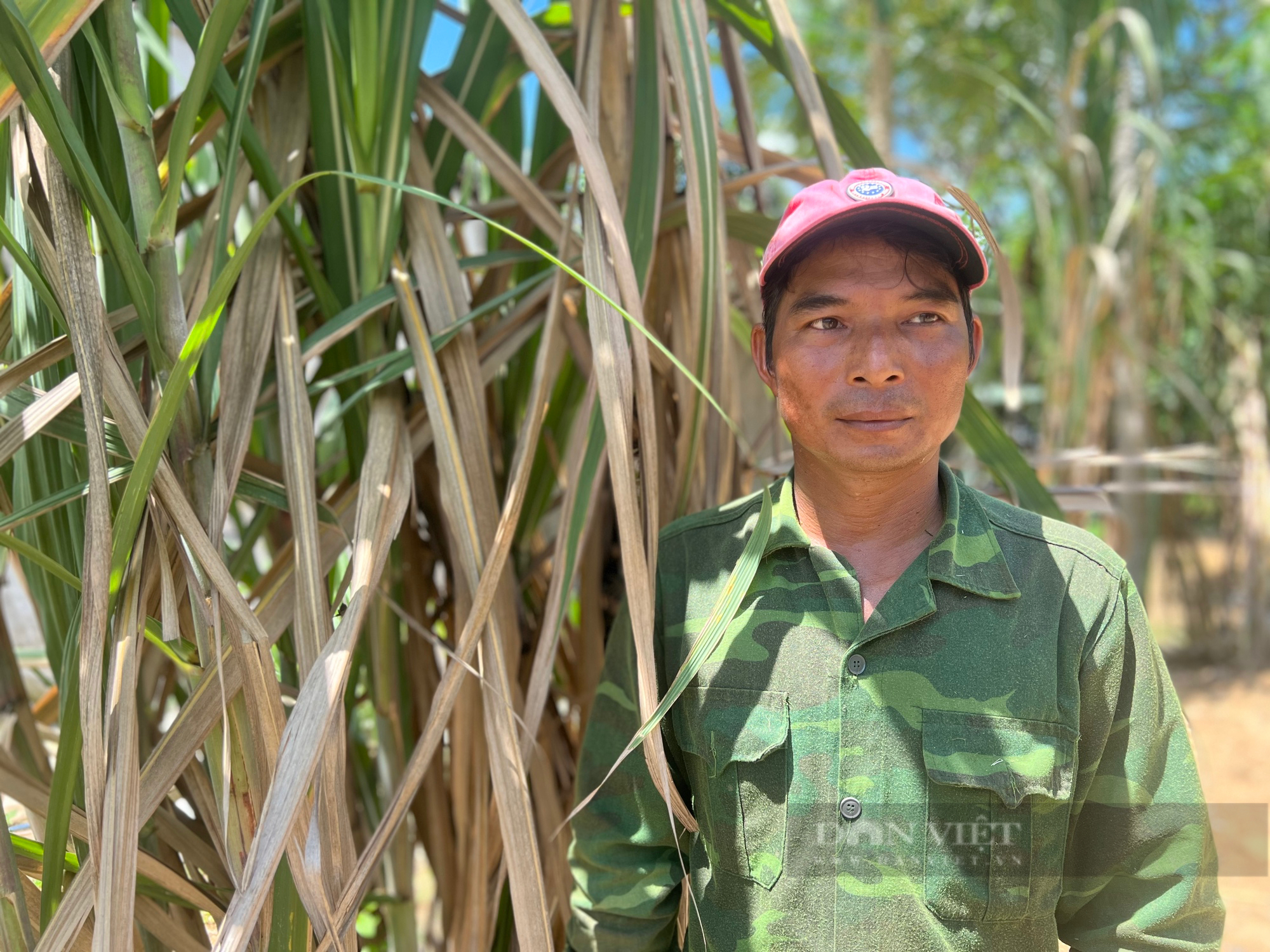 Một người ở Phú Yên sở hữu 13ha mía, 20ha keo... được bình chọn là Nông dân Việt Nam xuất sắc 2024- Ảnh 1.