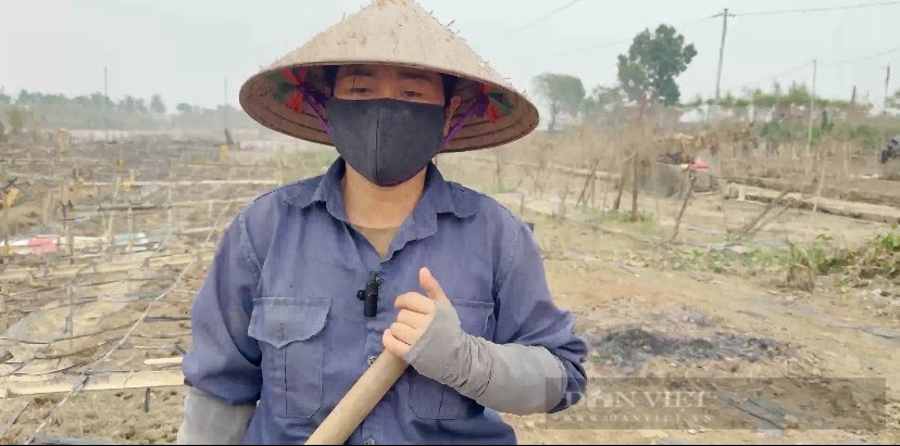 Hà Nội: Cúc hoạ mi mất mùa, người dân nén đau xót gây dựng lại sản xuất  - Ảnh 4.