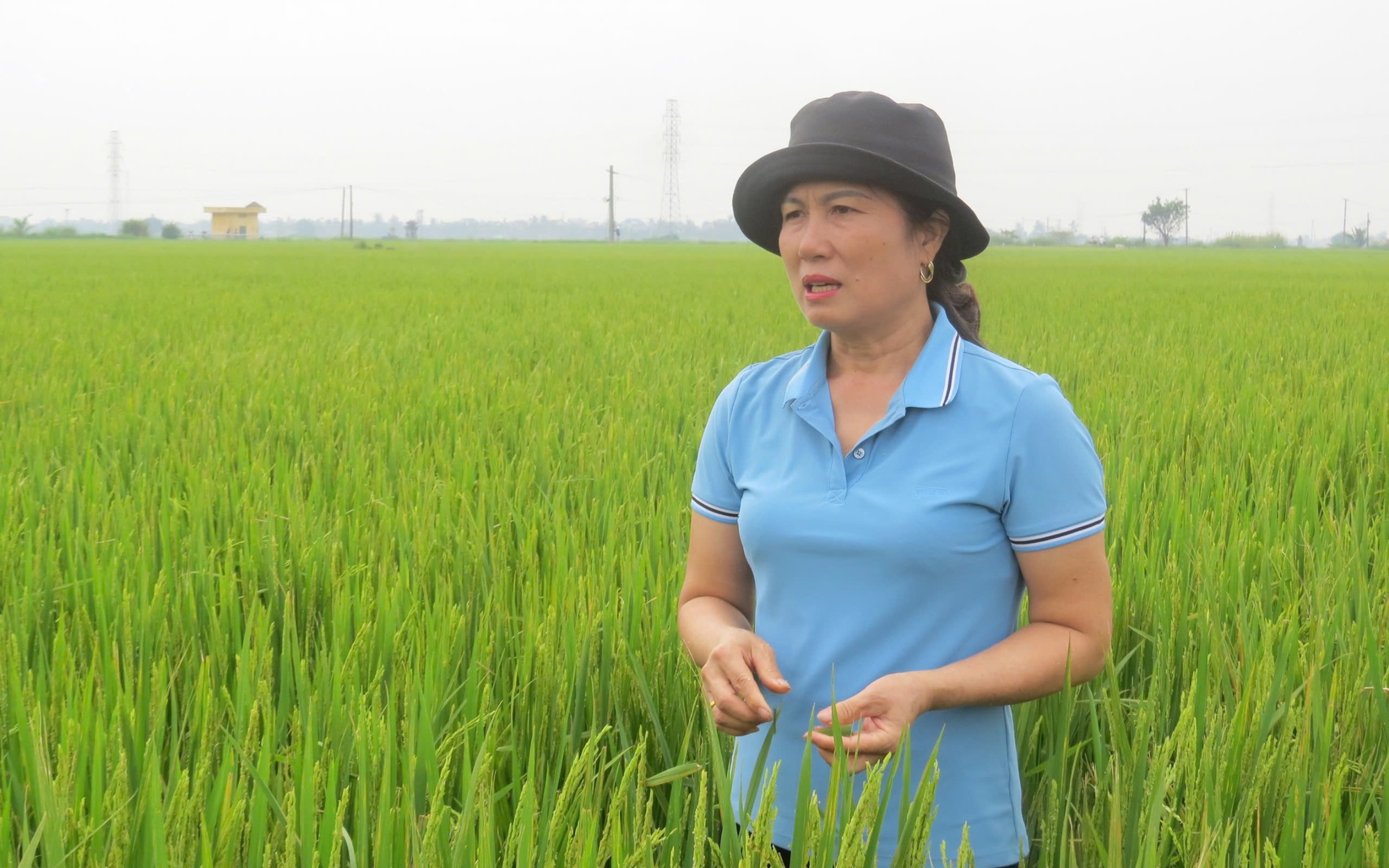 Video: Trồng lúa ứng dụng công nghệ cao tại Long An đem lại...- Ảnh 1.