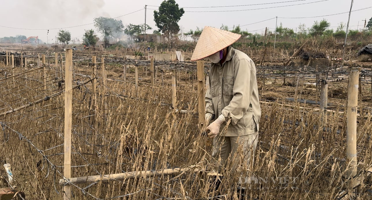 Hà Nội: Cúc hoạ mi mất mùa, người dân nén đau xót gây dựng lại sản xuất  - Ảnh 3.