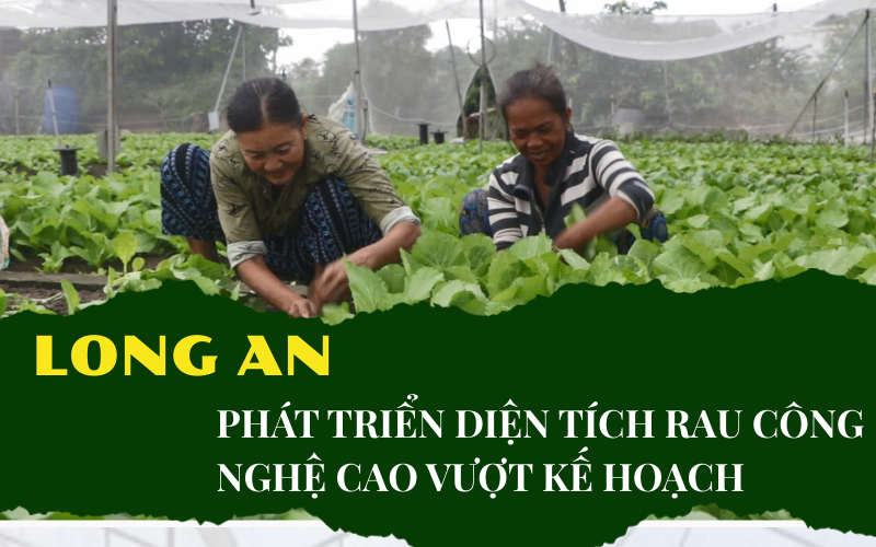 Video: Phát triển vùng trồng rau ứng dụng công nghệ cao tại Long An- Ảnh 1.