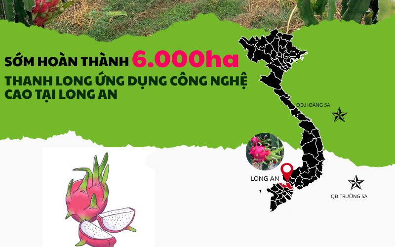 Video: Trồng thanh long ứng dụng công nghệ cao tại tỉnh Long An- Ảnh 1.