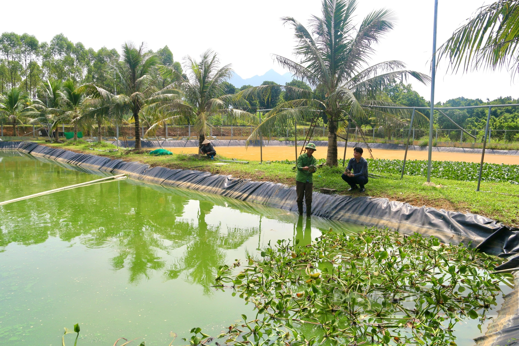 Nông dân Việt Nam xuất sắc 2024: Làm du lịch nông nghiệp quảng bá đất và người Phú Thọ - Ảnh 3.