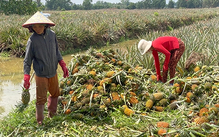 Cây sâm nam trồng ở núi Dành Bắc Giang ra hoa cản chả kịp, sấy khô làm trà, uống tỉnh cả người - Ảnh 4.