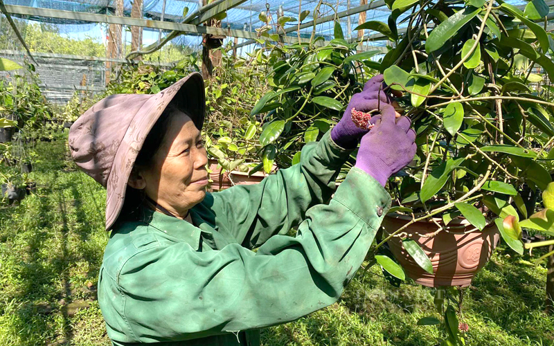 Thiếu tiền theo đuổi đam mê, thanh niên Bình Phước biến vẻ đẹp loài hoa cẩm cù thành con đường khởi nghiệp - Ảnh 10.