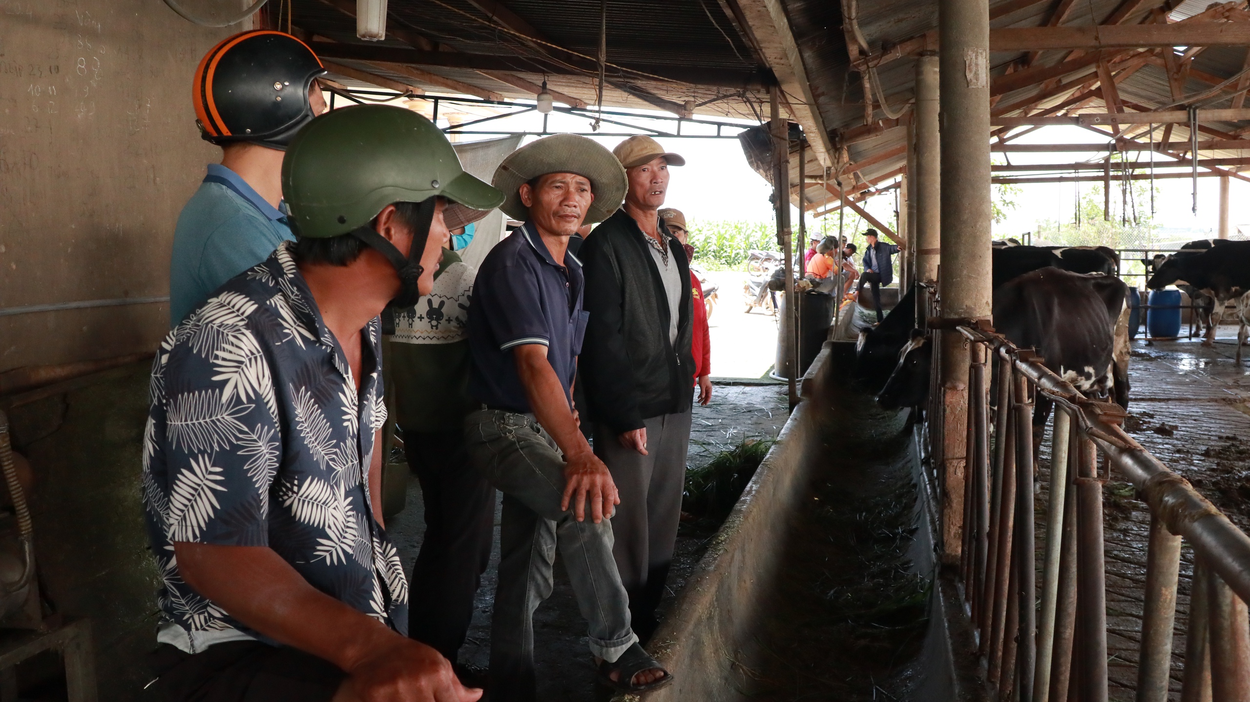 Người dân có bò sữa chết sau khi tiêm vắc xin ở Lâm Đồng: Mọi nội dung Navetco đưa ra đều bất hợp lý - Ảnh 4.