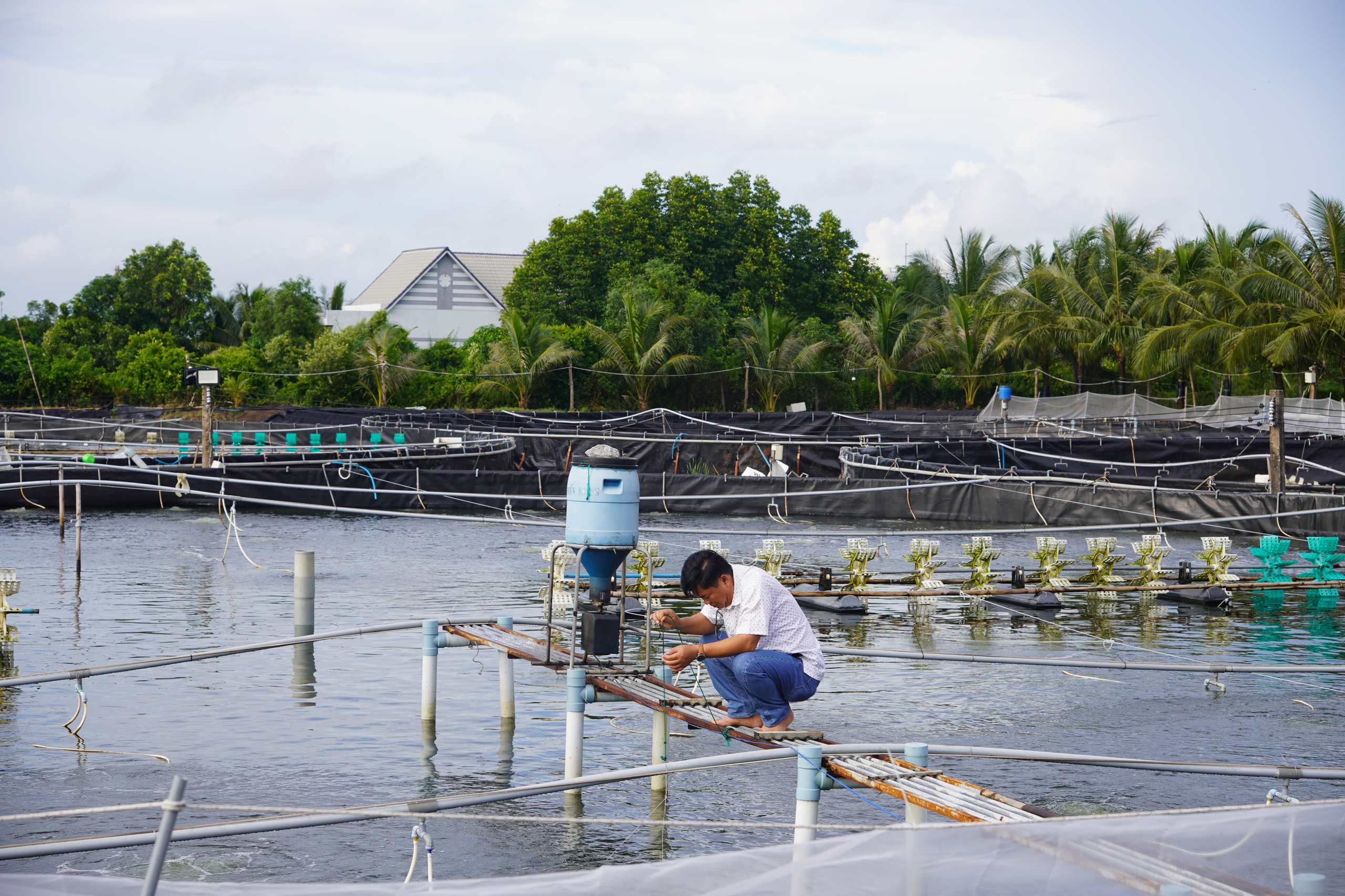 Agribank tiếp sức người dân nuôi tôm tại huyện Đầm Dơi, tỉnh Cà Mau - Ảnh 1.