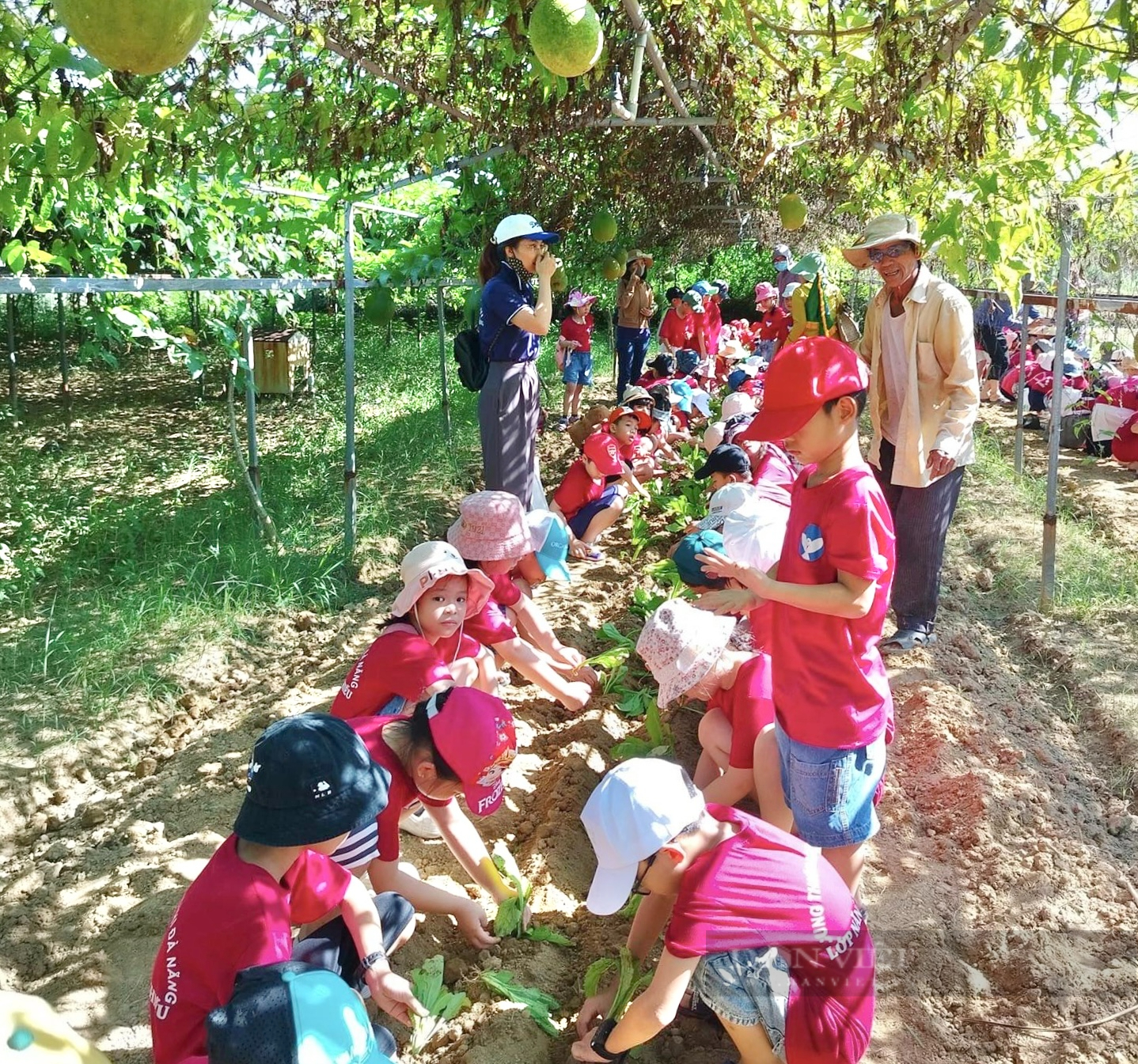 Ứng dụng công nghệ cao vào sản xuất một hợp tác xã ở Đà Nẵng được vinh danh - Ảnh 11.