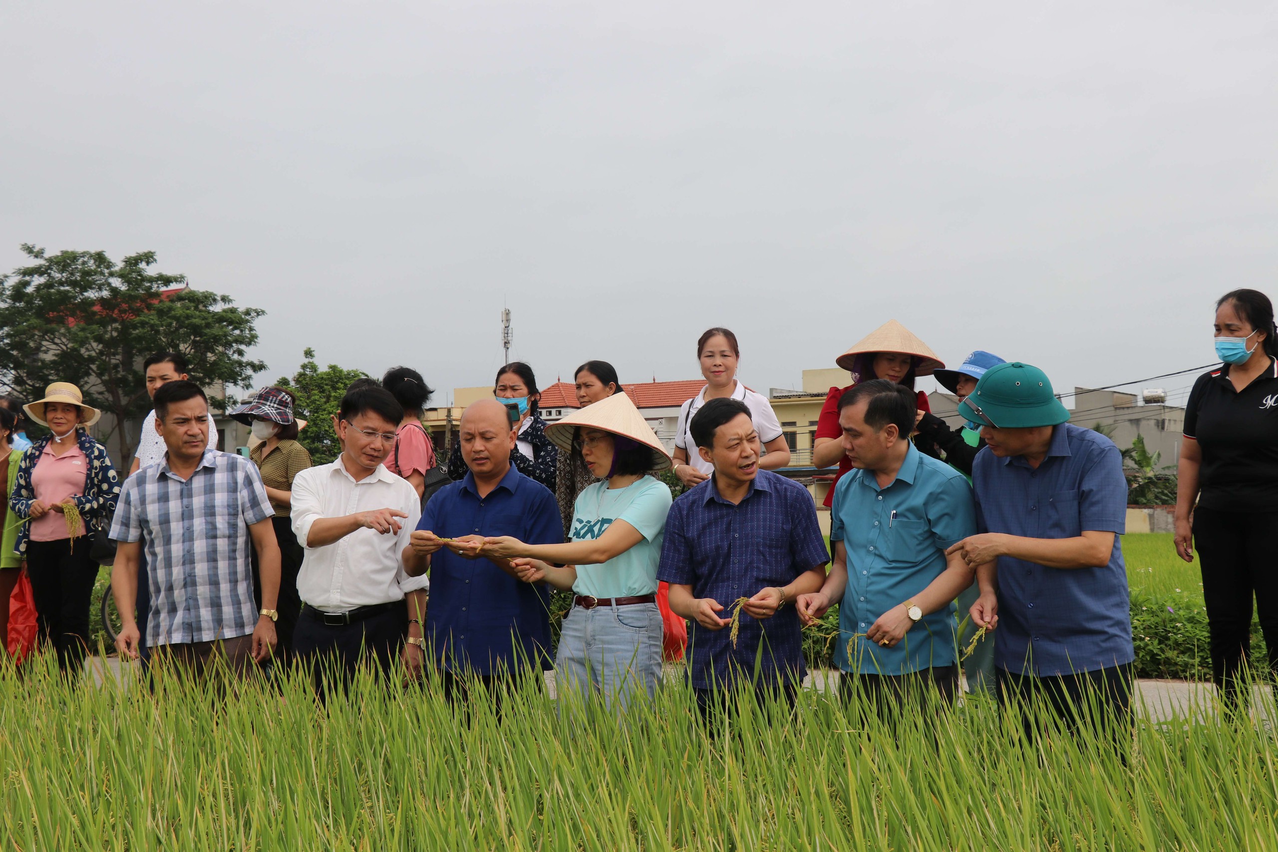 Chủ tịch UBND tỉnh Bắc Giang phê duyệt Đề án Tuyên truyền vận động nông dân áp dụng canh tác lúa thân thiện với môi - Ảnh 2.