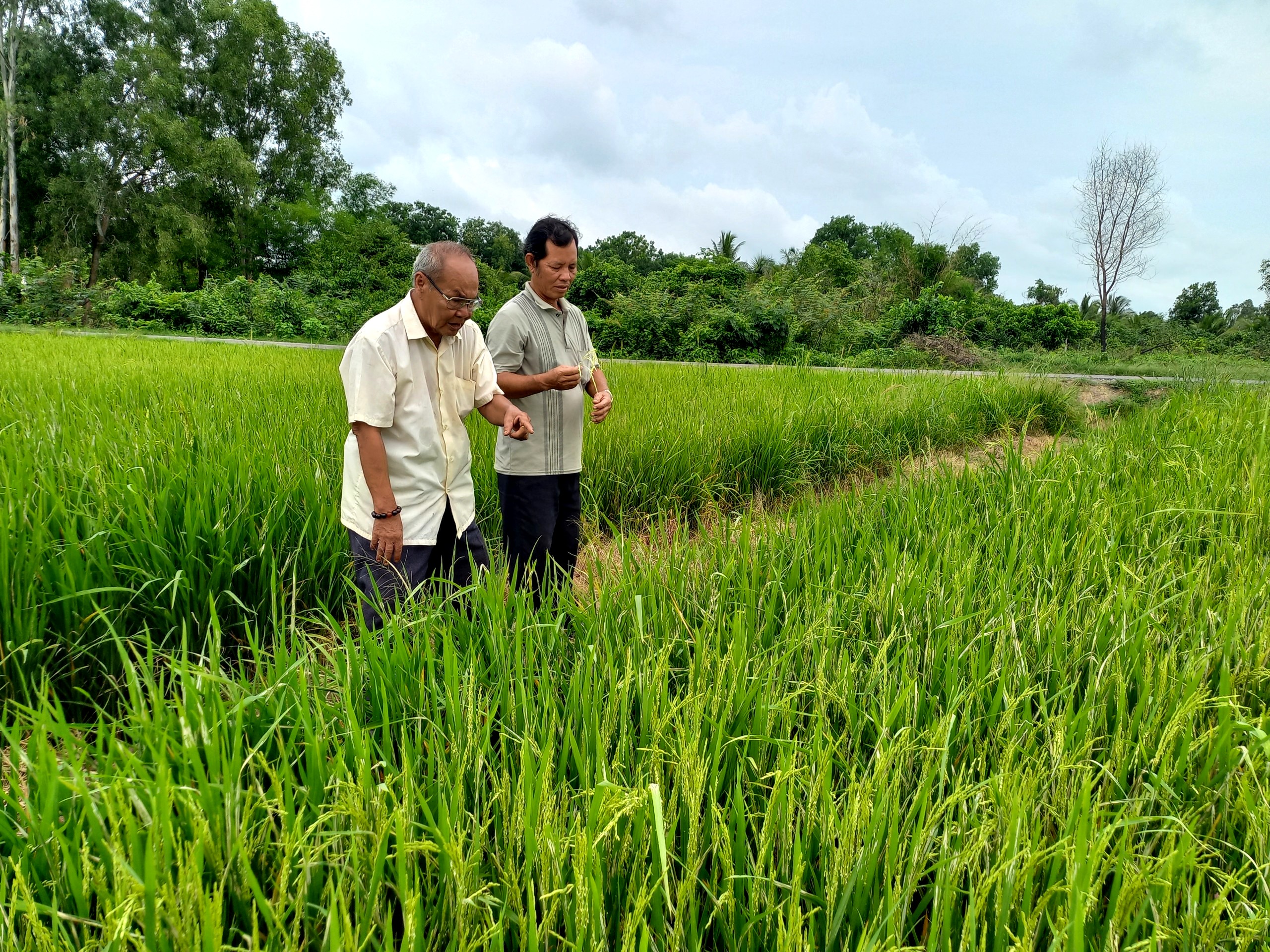 Đề án “Phát triển bền vững 1 triệu ha lúa”: Nông dân Long An háo hức tham gia