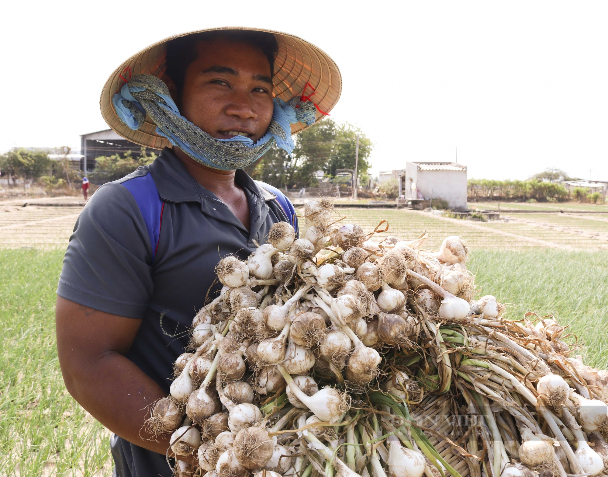 Công bố nhãn hiệu tập thể “Hương vị của nắng và gió Phan Rang” đối với tỏi Ninh Thuận - Ảnh 1.