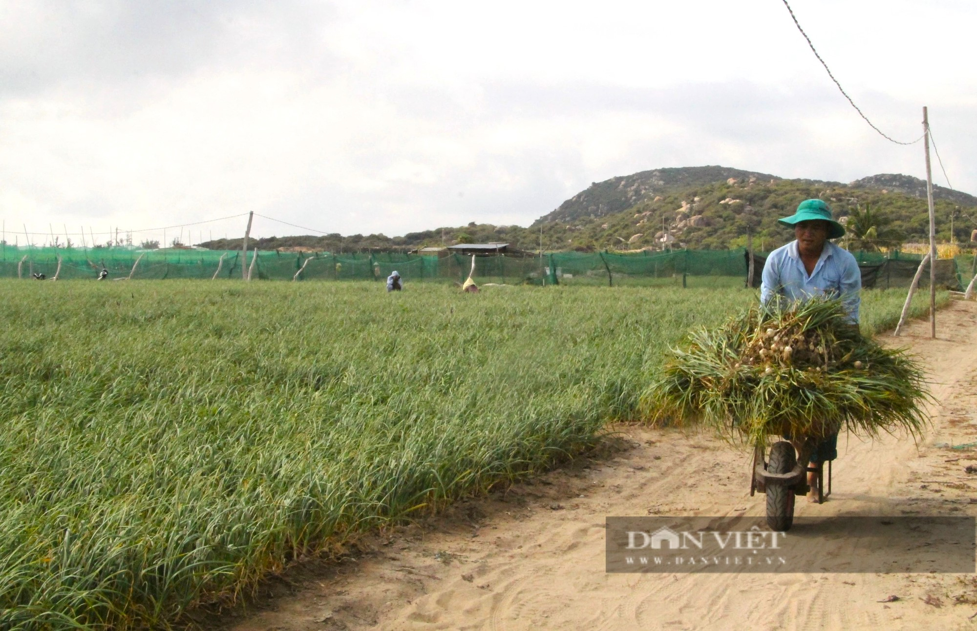 Công bố nhãn hiệu tập thể “Hương vị của nắng và gió Phan Rang” đối với tỏi Ninh Thuận - Ảnh 2.