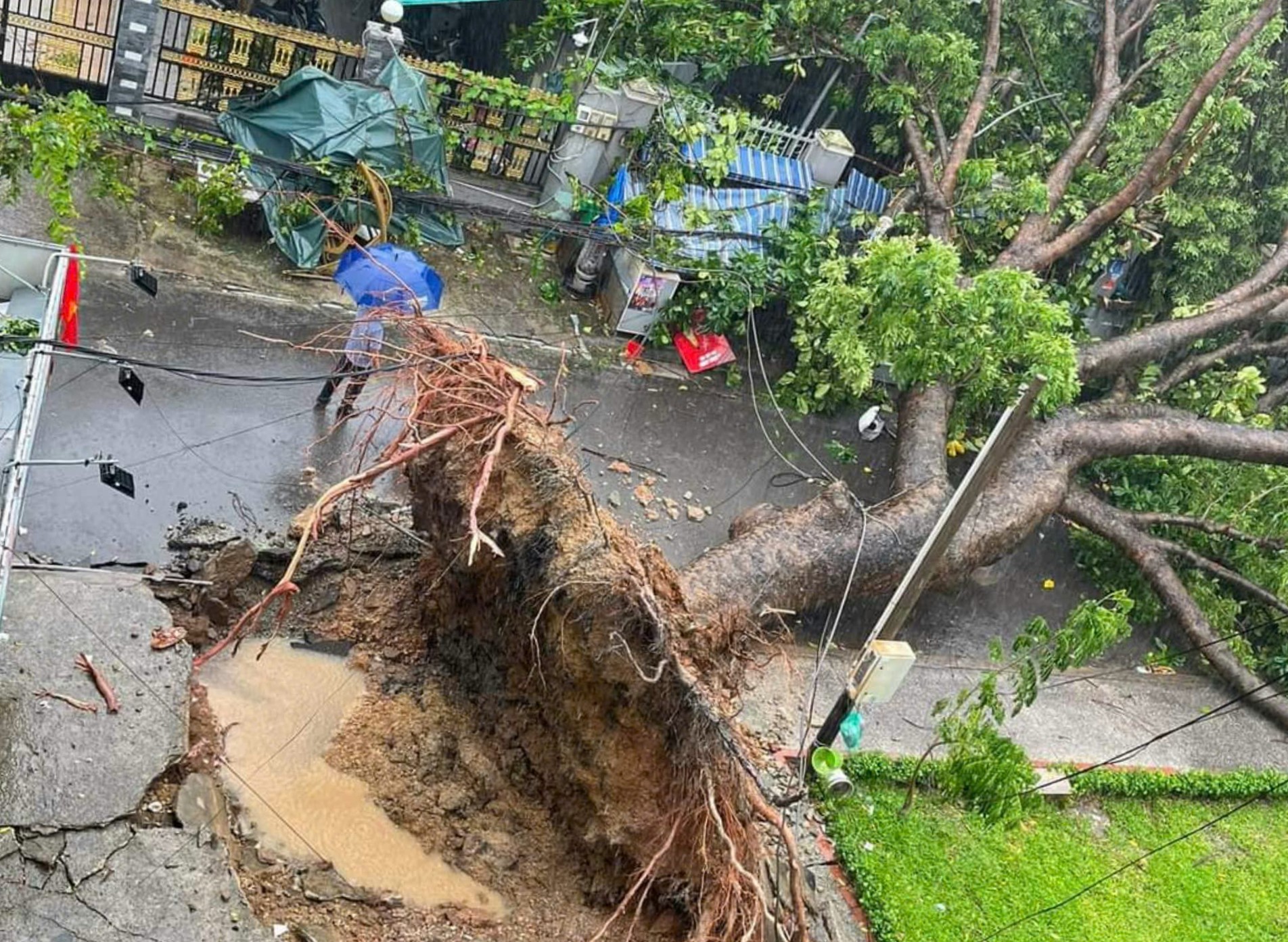 Cậy xanh đổ ngã trong mưa lớn đè lên một người phụ nữ nhập viện trong tình trạng đa chấn thương - Ảnh 3.