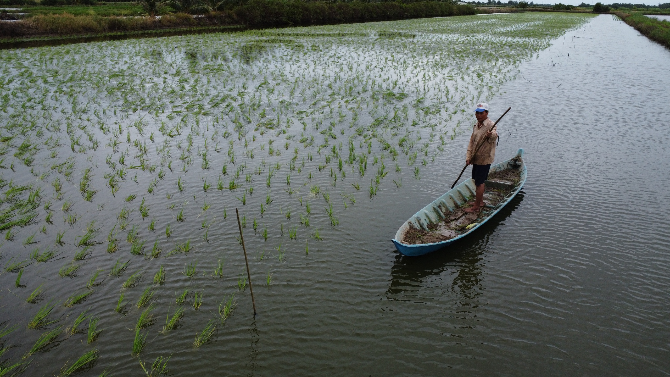 Nông dân vùng này của Cà Mau lội ruộng thảy loại cây sản sinh ra “hạt ngọc của trời”, tính làm chơi mà ăn thiệt - Ảnh 8.