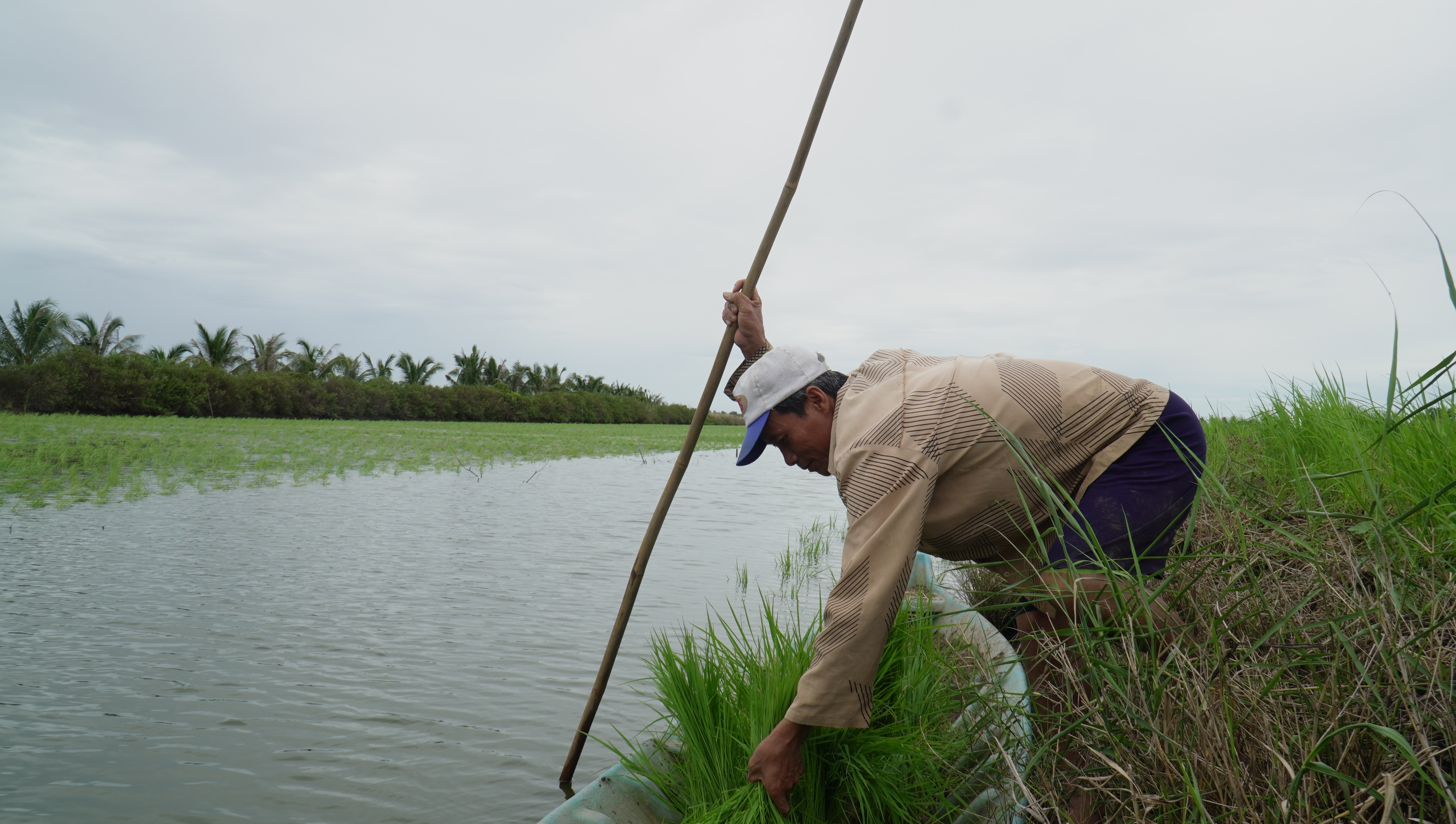 Nông dân vùng này của Cà Mau lội ruộng thảy loại cây sản sinh ra “hạt ngọc của trời”, tính làm chơi mà ăn thiệt - Ảnh 2.