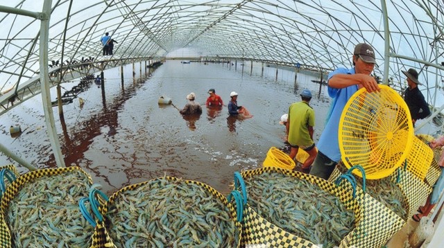 VASEP: Cáo buộc ngành tôm Việt Nam lạm dụng lao động là vô căn cứ - Ảnh 1.