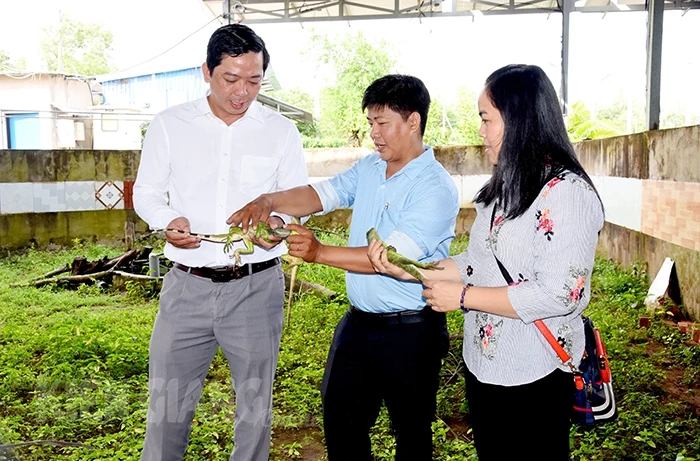 Nghề lạ Việt Nam: Kỳ tôm là con gì được "săn lùng", cho ăn rau củ rẻ tiền mà thu lãi lớn - Ảnh 3.