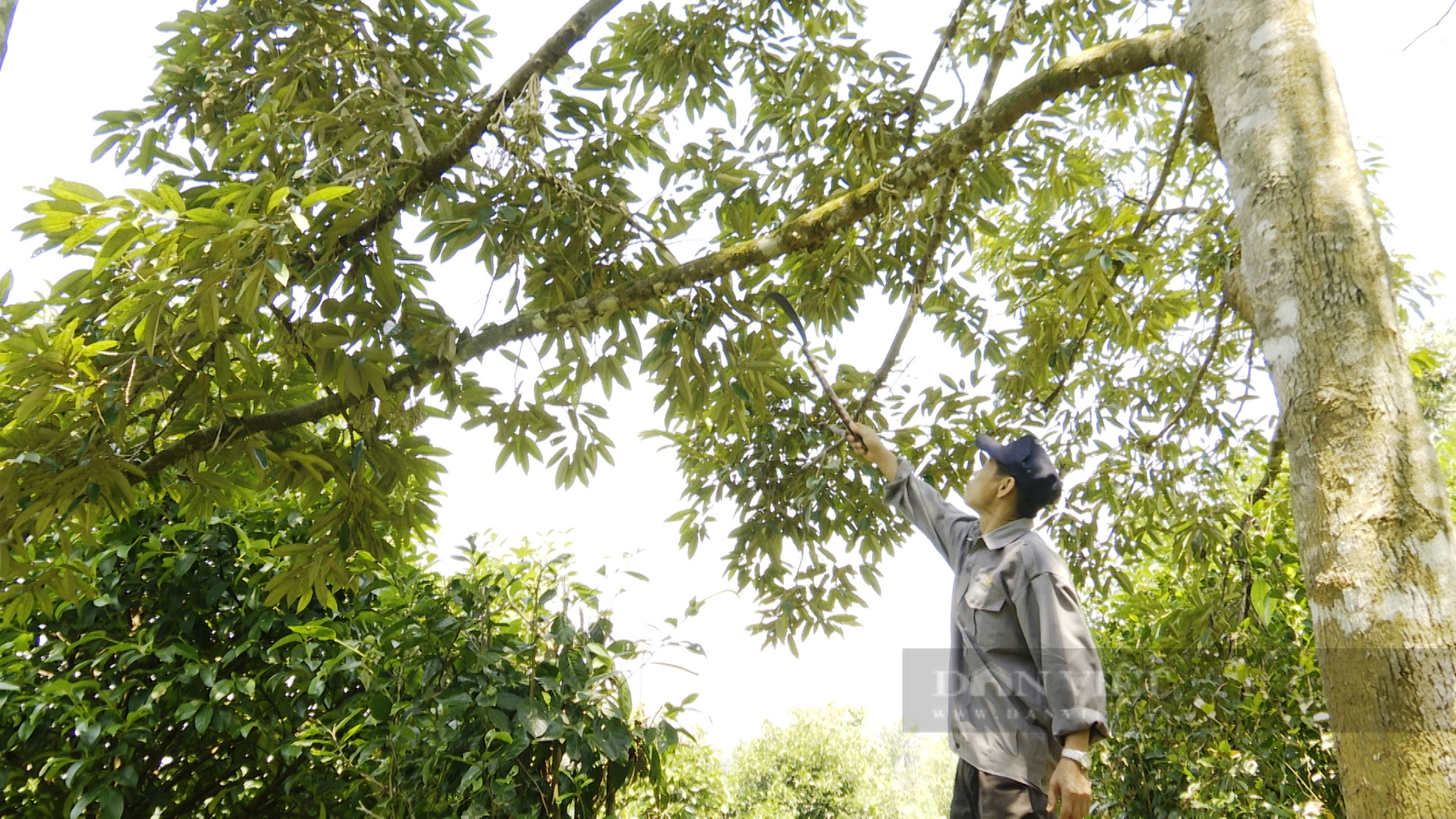 Mời "chuyên gia" về tận vườn để hỗ trợ nông dân trồng loại cây vỏ như gai, nhưng ruột lại thơm như "vàng"- Ảnh 4.