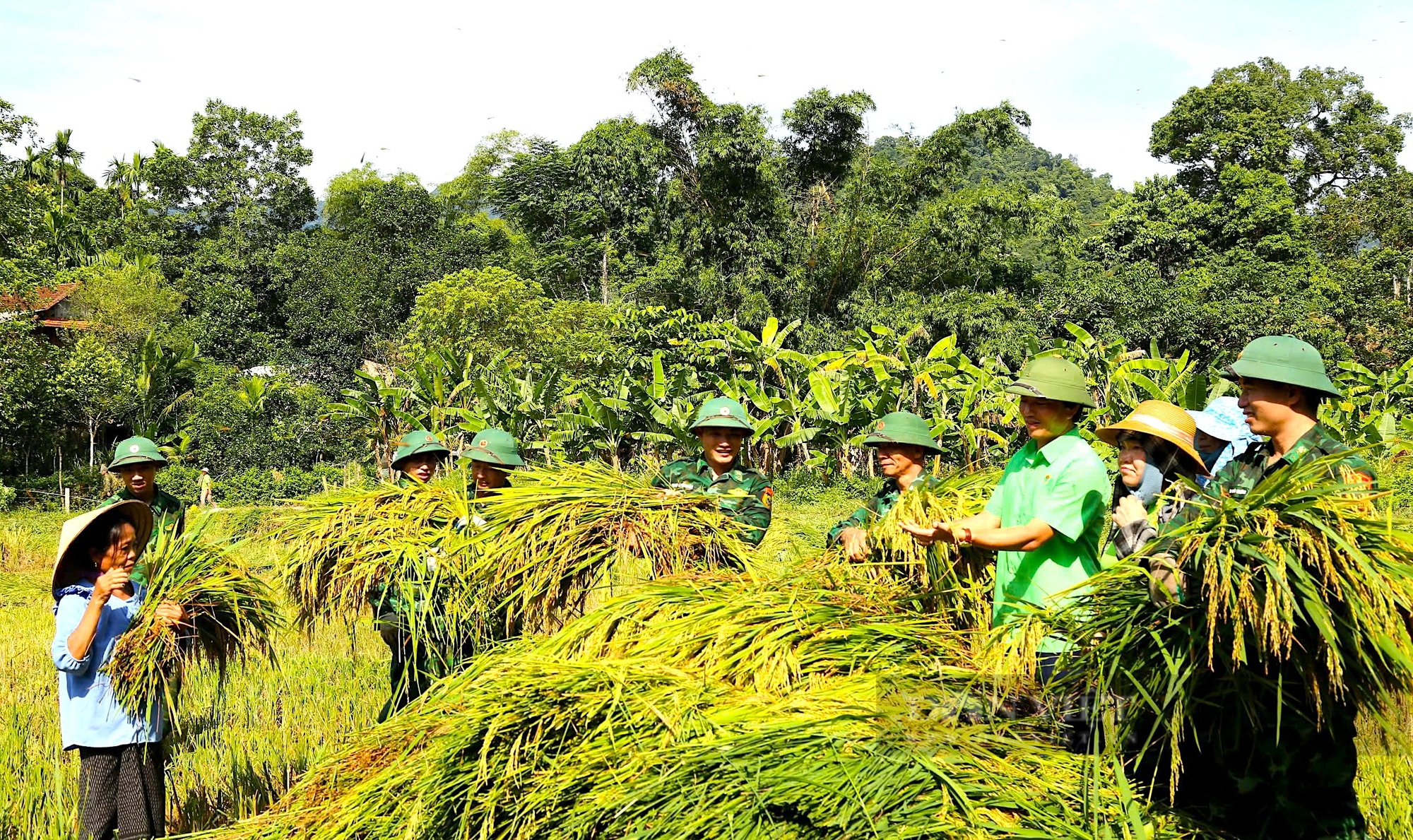 Hà Tĩnh: Bộ đội Biên Phòng cùng Hội Nông dân giúp bà con dân tộc Chứt thu hoạch lúa tránh bão số 3 - Ảnh 1.