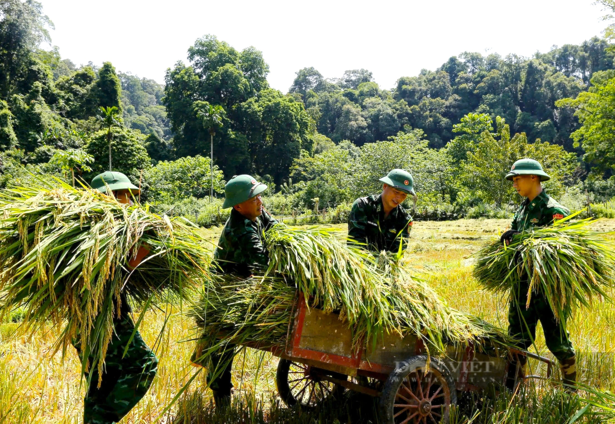 Hà Tĩnh: Bộ đội Biên Phòng cùng Hội Nông dân giúp bà con dân tộc Chứt thu hoạch lúa tránh bão số 3 - Ảnh 3.