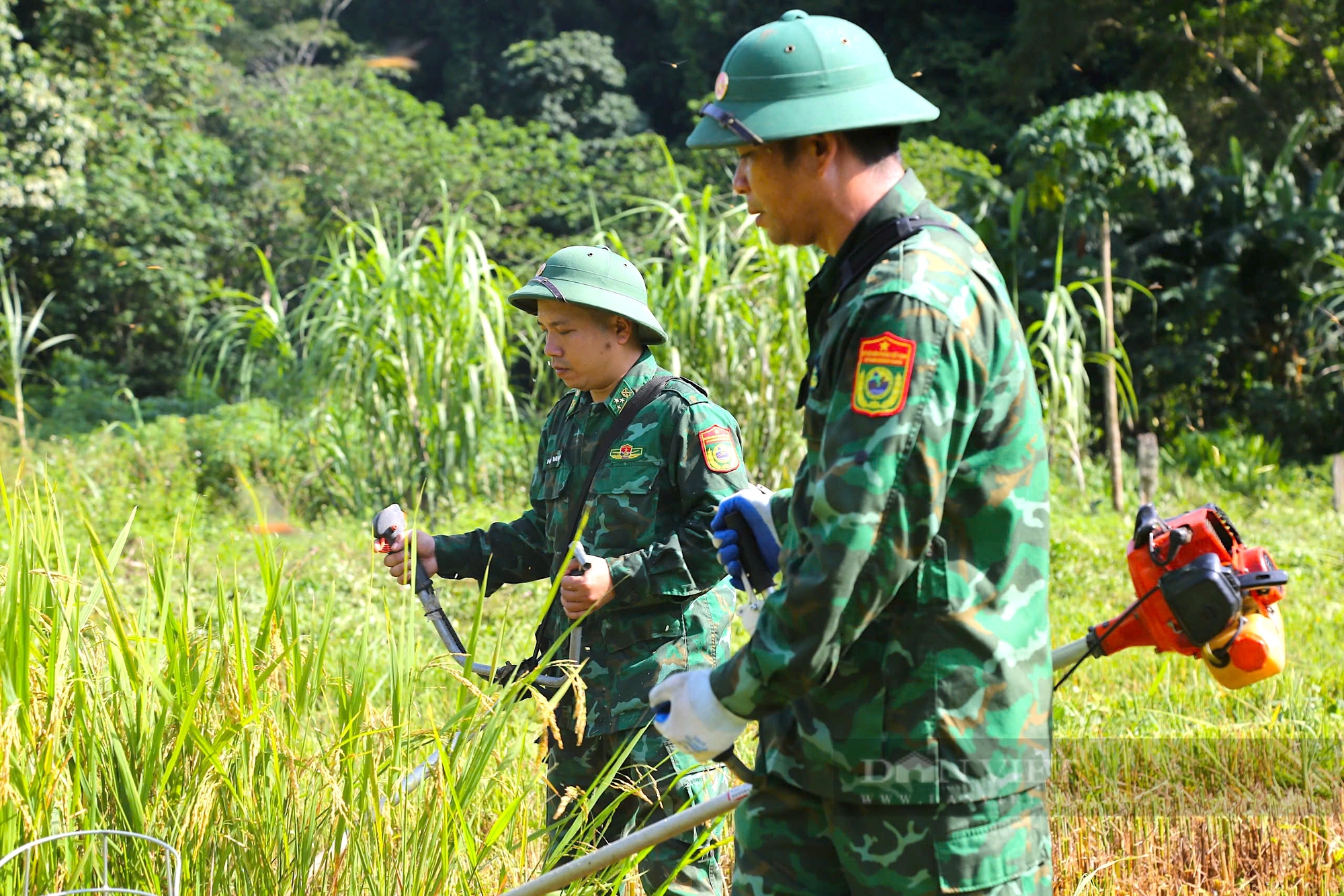 Hà Tĩnh: Bộ đội Biên Phòng cùng Hội Nông dân giúp bà con dân tộc Chứt thu hoạch lúa tránh bão số 3 - Ảnh 2.