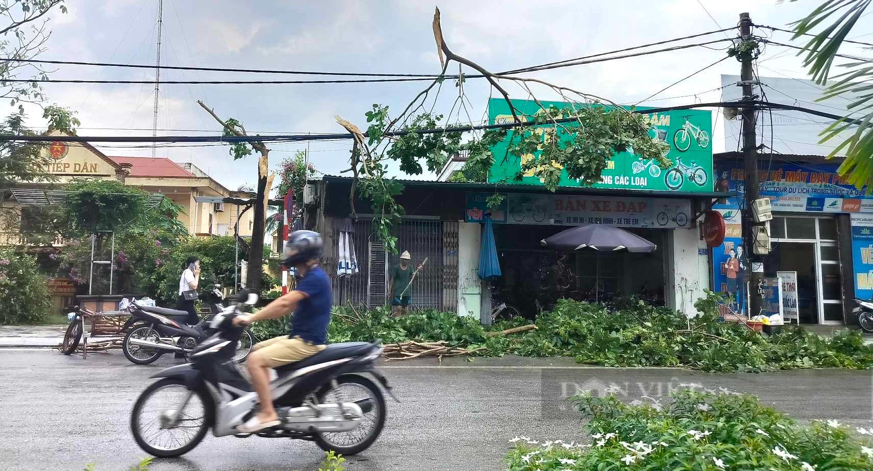 Bão số 3 (Yagi) chưa vào, Thanh Hóa nhiều cây xanh đổ gãy, một người bị thương nặng - Ảnh 5.