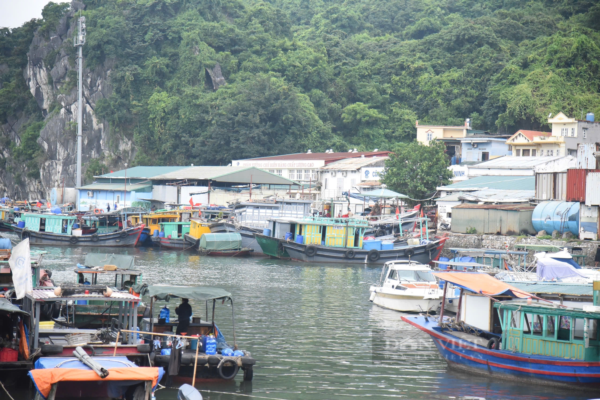 Siêu bão YAGI sắp đổ bộ, ngư dân Quảng Ninh hối hả neo đậu tàu thuyền, có người về bờ từ 2 ngày trước - Ảnh 1.