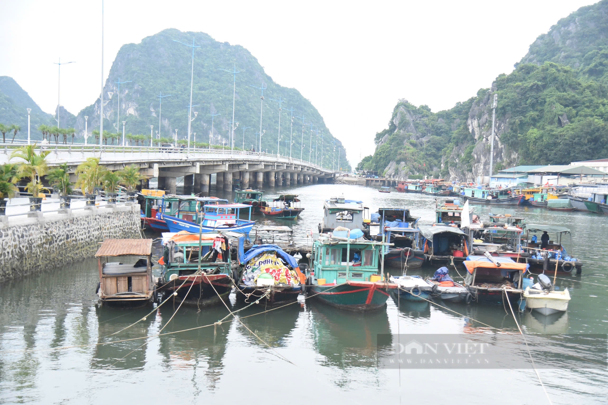 Siêu bão YAGI sắp đổ bộ, ngư dân Quảng Ninh hối hả neo đậu tàu thuyền, có người về bờ từ 2 ngày trước - Ảnh 2.