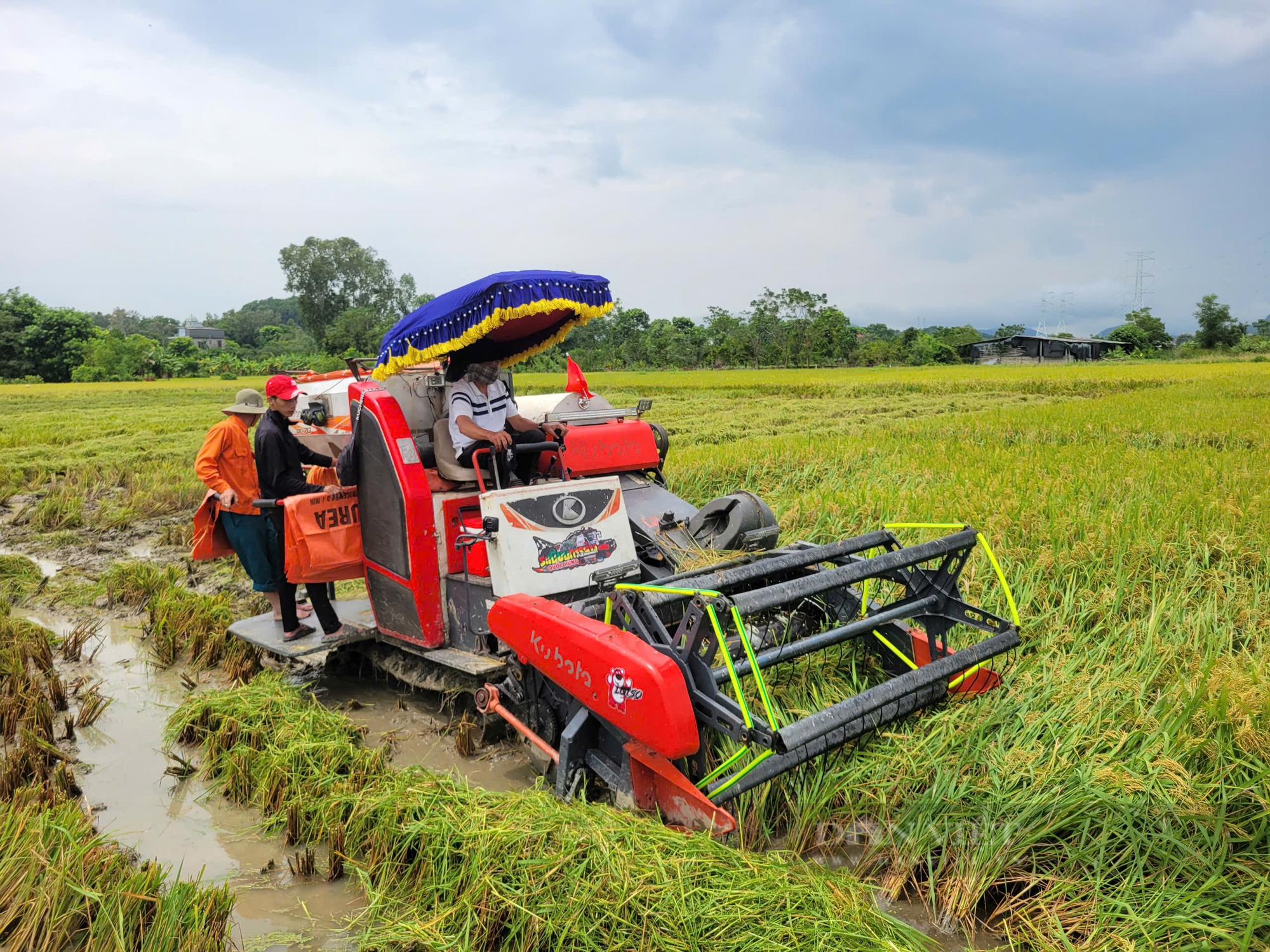 Siêu bão số 3, cơn bão Yagi trước giờ đổ bộ đất liền Thanh Hóa, dân hối hả làm việc này ngoài đồng- Ảnh 8.