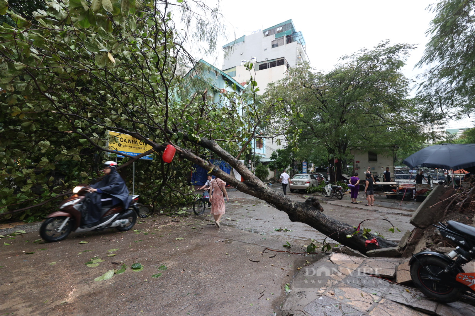 Bão Yagi chưa đổ bộ, cây xanh ở Hà Nội đã đổ la liệt, đường phố ùn tắc trầm trọng- Ảnh 2.