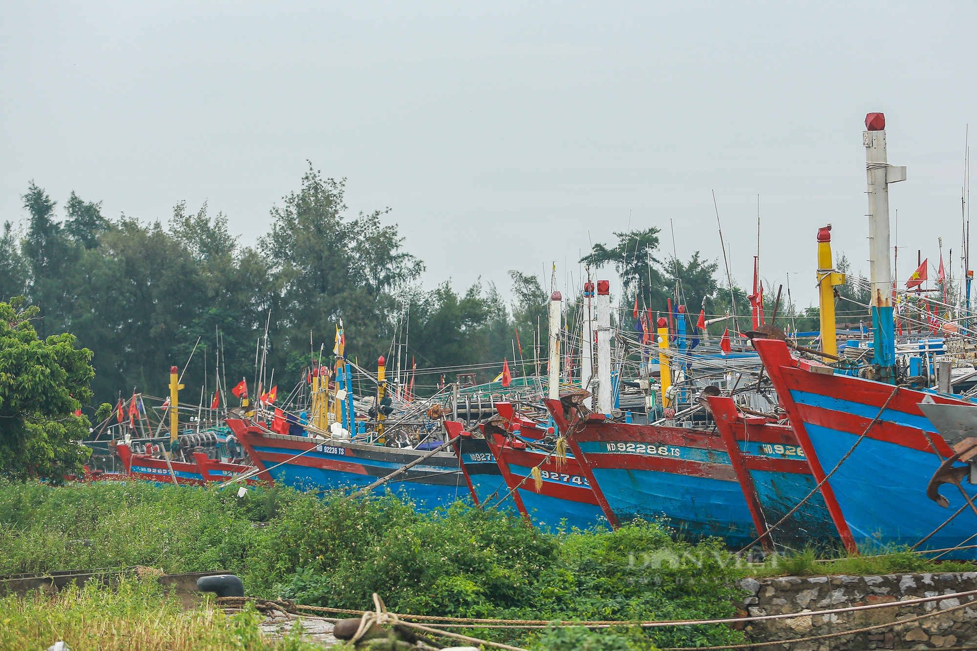 Ngư dân Nam Định đằm mình trong nước để chằng buộc tàu thuyền đối phó siêu bão Yagi- Ảnh 4.