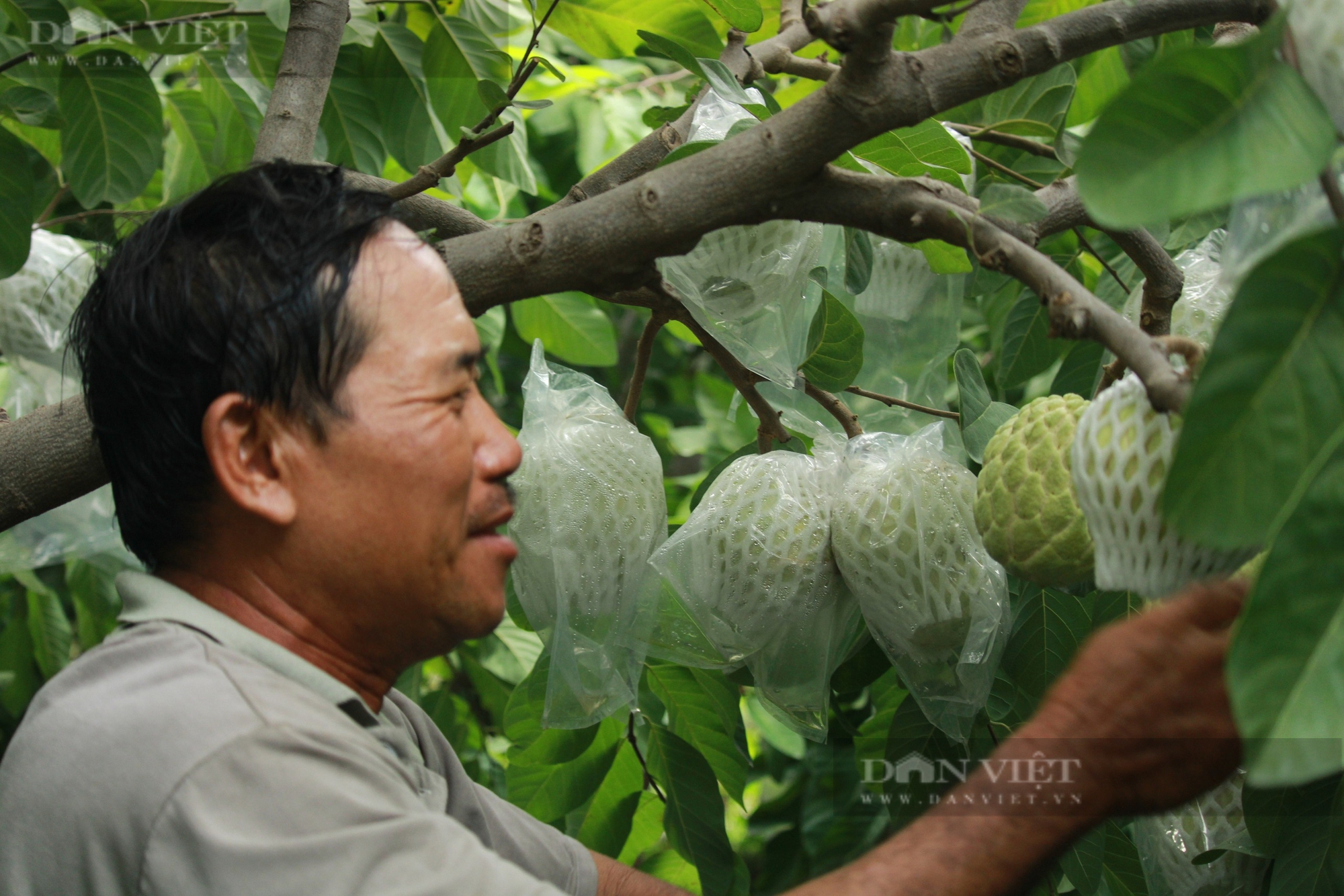 Trồng giống cây cho ra quả "khủng" nông dân Khánh Hòa kiếm tiền triệu - Ảnh 1.