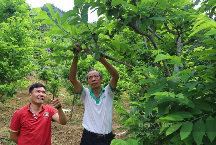 Nhờ cách làm này, các hợp tác xã nông nghiệp ở Lào Cai tăng cả về quy mô và sản lượng, xã viên phấn khởi - Ảnh 2.