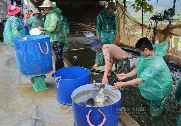 Nhờ cách làm này, các hợp tác xã nông nghiệp ở Lào Cai tăng cả về quy mô và sản lượng, xã viên phấn khởi - Ảnh 3.