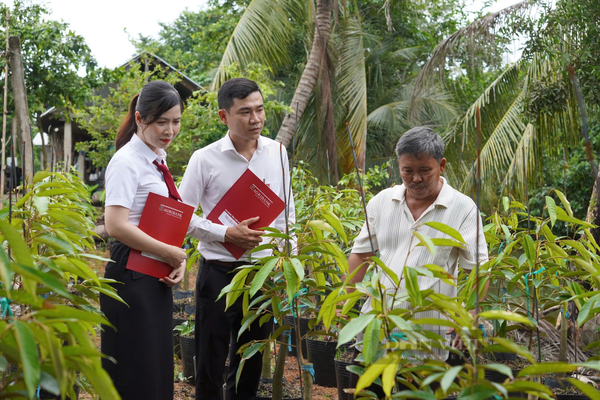 Đồng vốn Agribank: Cần câu đắc lực cho lão nông đồng bằng sông Cửu Long làm giàu