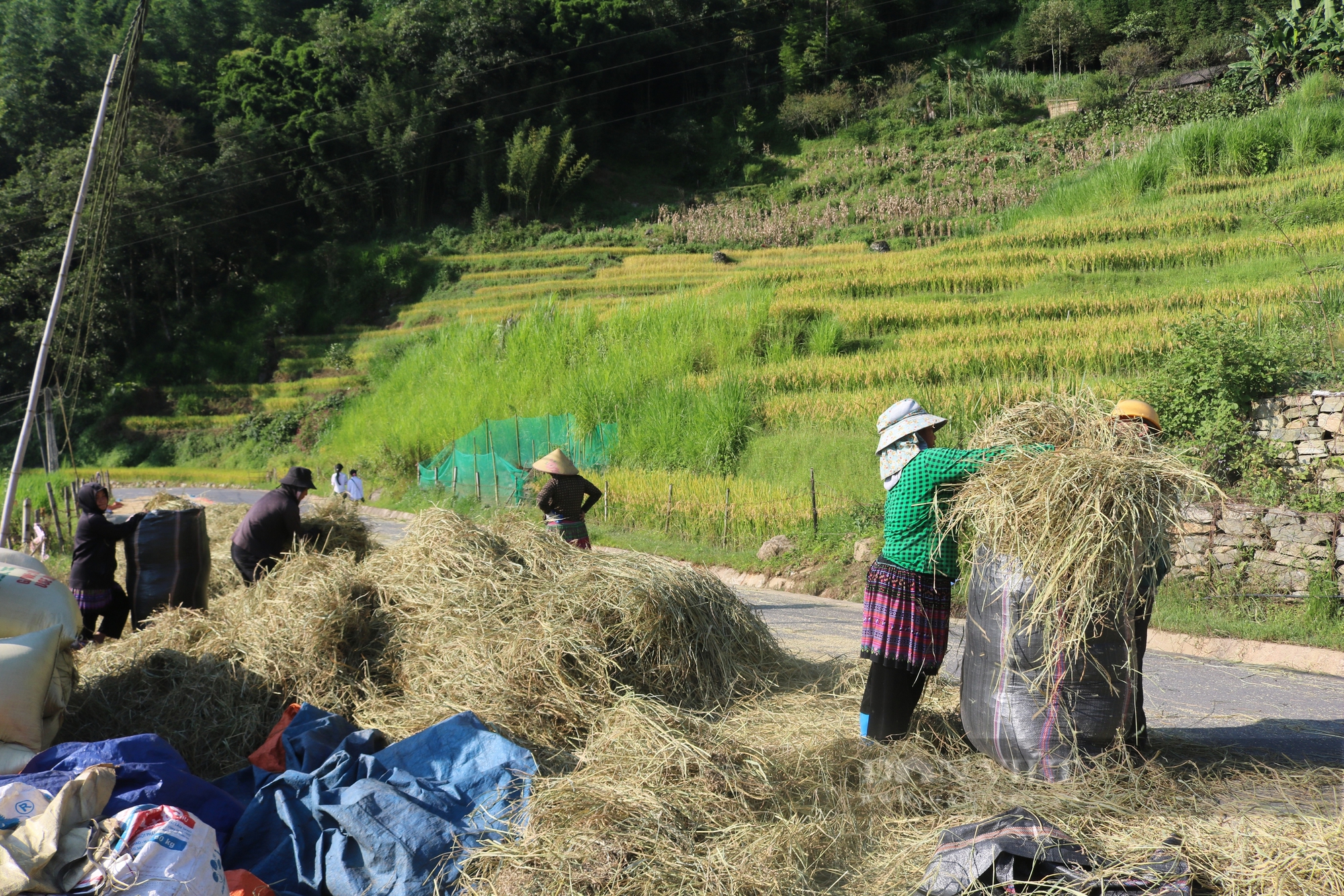 Mùa vàng ấm no trên rẻo cao Bát Xát (Lào Cai) - Ảnh 6.