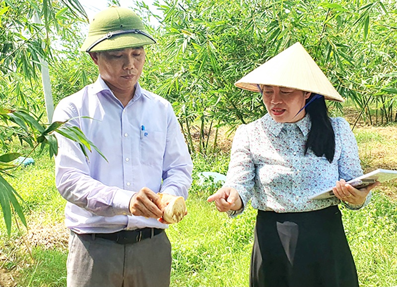 Trồng tre lục trúc, loại cây chịu kham khổ, một nông dân Quảng Bình thu hàng trăm triệu/năm- Ảnh 2.