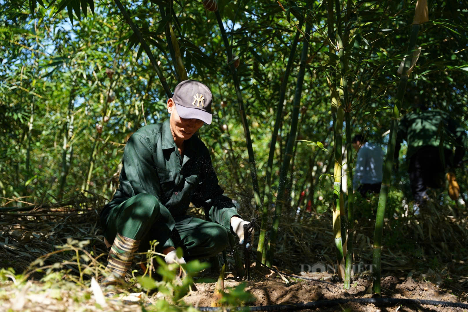 Trồng tre lục trúc, loại cây chịu kham khổ, một nông dân Quảng Bình thu hàng trăm triệu/năm- Ảnh 4.