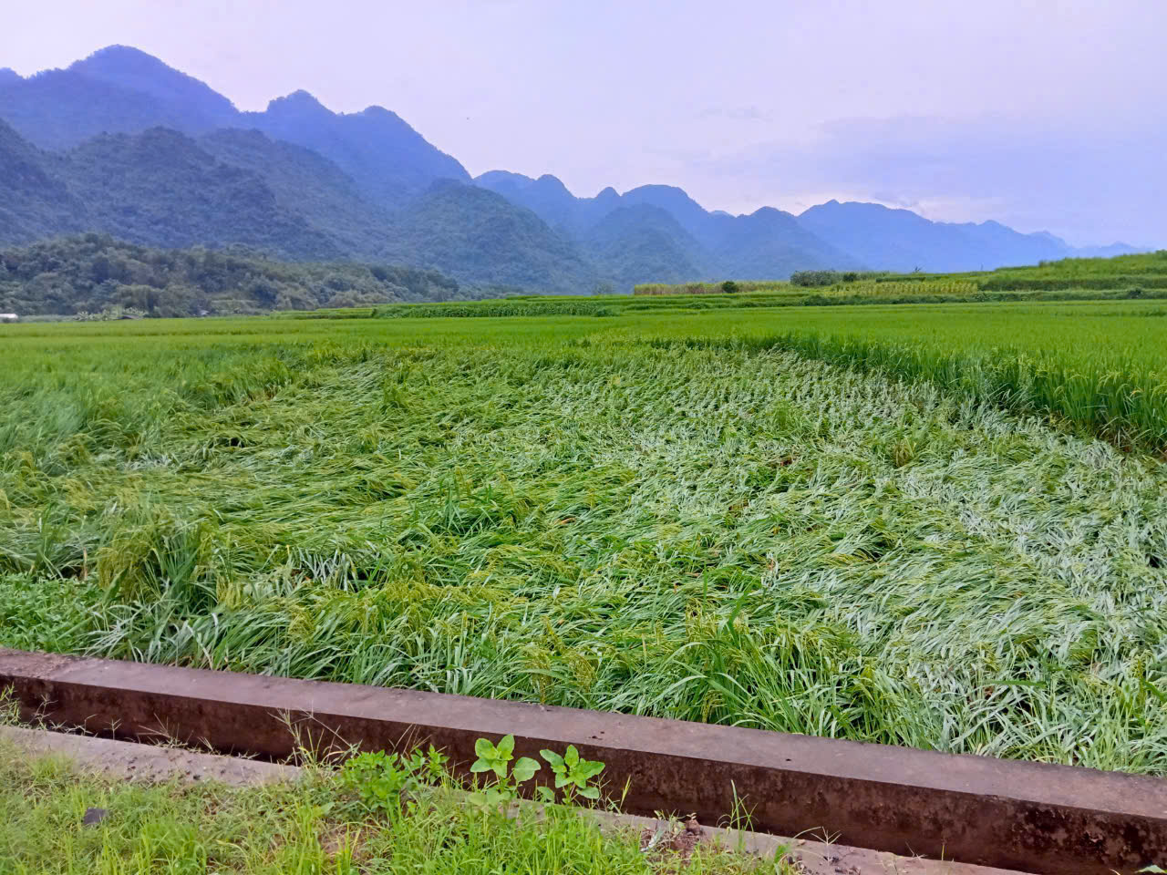 Hòa Bình thiệt hại gần 750 ha lúa và hoa màu, gần 180 ngôi nhà bị hư hỏng do ảnh hưởng siêu bão Yagi- Ảnh 2.