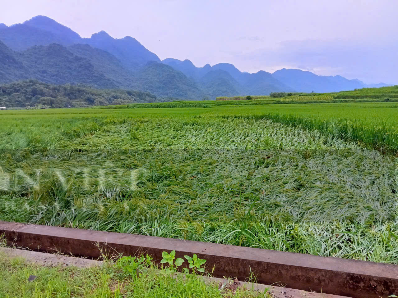 Hòa Bình cây đổ la liệt giữa đường, nhiều ngôi nhà bị hư hỏng do ảnh hưởng siêu bảo Yagi - Ảnh 7.