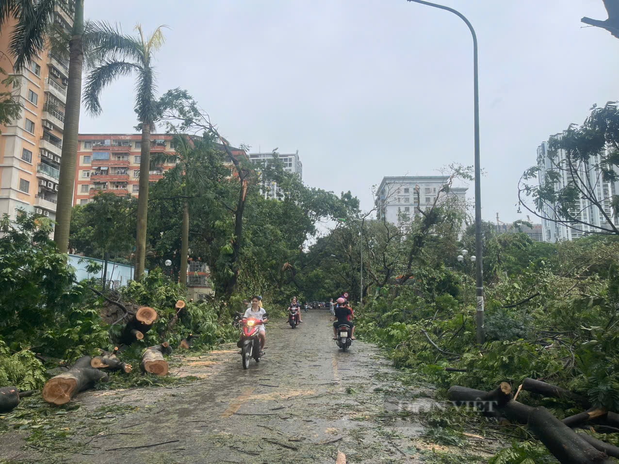 Cây xanh đô thị gãy đổ la liệt sau bão số 3 ở Hà Nội: Lời cảnh báo từ chuyên gia cây xanh- Ảnh 2.