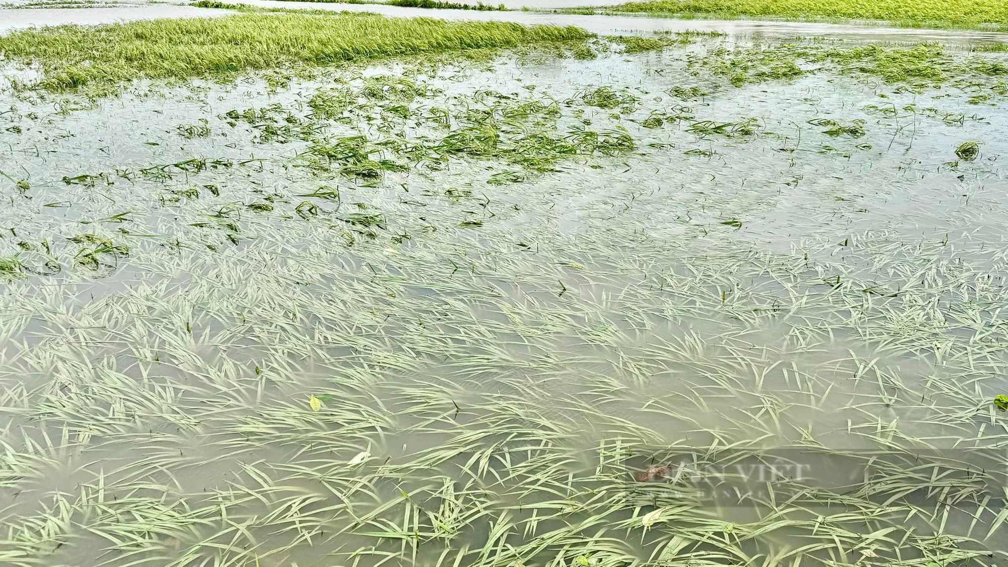 Lúa mùa ngập sâu trong nước, trạm bơm tê liệt vì mất điện, nhiều đại điền ở Thái Bình "kêu cứu" - Ảnh 1.