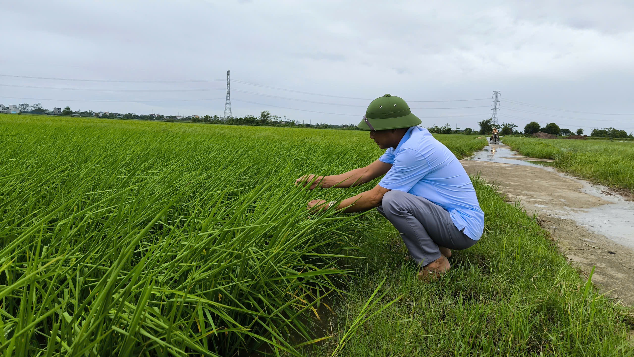 Nước ngập trắng đồng lúa, chuối gãy gập ngang thân sau siêu bão Yagi- Ảnh 7.