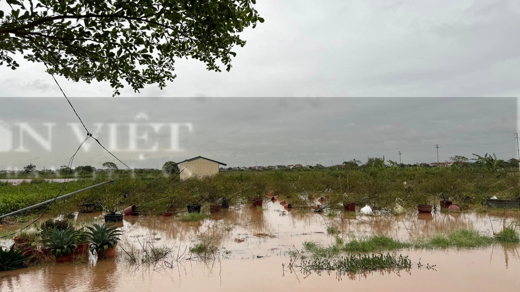 Nhà kính, hoa màu tan hoang sau bão số 3, chủ trang trại ở Hà Nội thiệt hại nặng tiền tỷ- Ảnh 7.