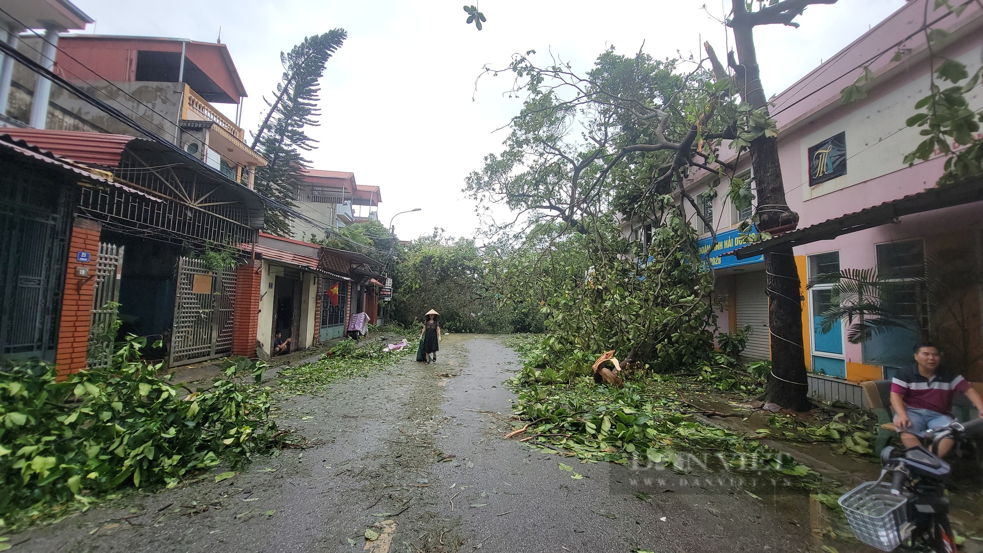 Ông nông dân ở Chí Linh - Hải Dương buồn thiu xem câu cá trên cánh đồng bị ngập do bão số 3 gây ra- Ảnh 7.